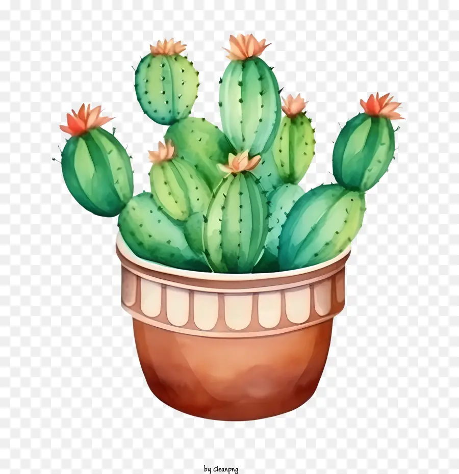 Cactus，Suculentas PNG