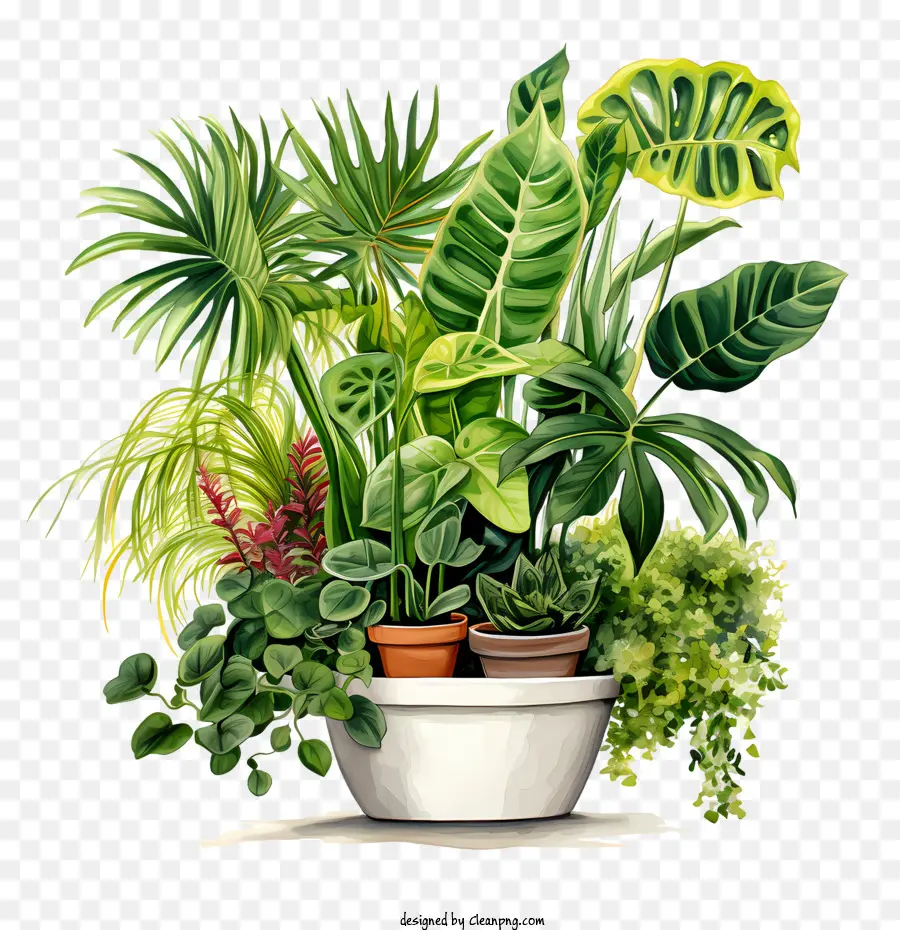 Día De Apreciación De La Planta De Interior，Jardín Interior PNG