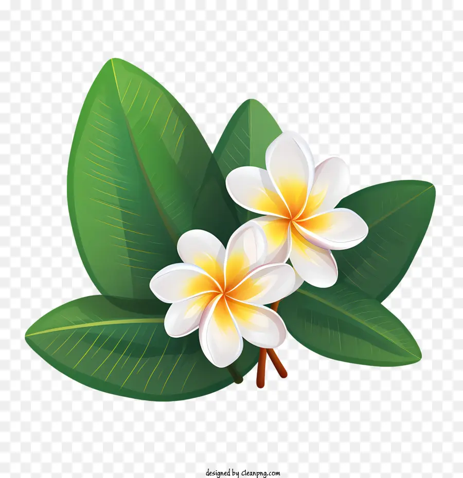 Flor Frangipani，Flores Blancas PNG