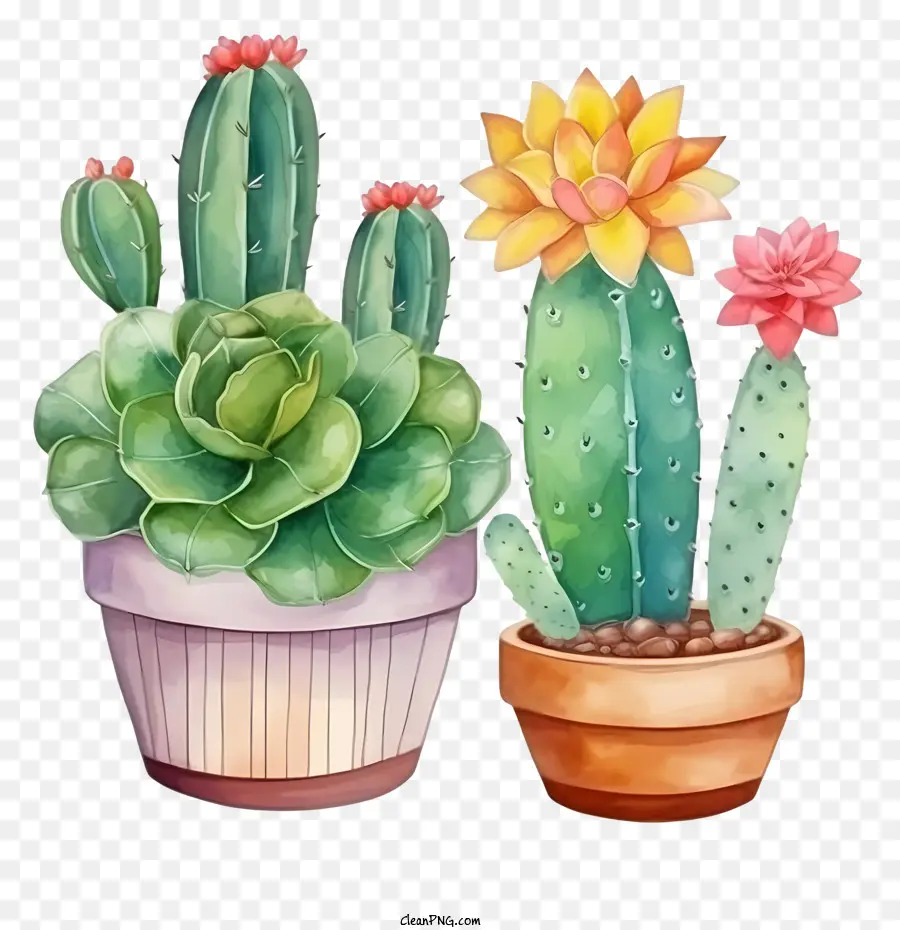 Cactus，Suculentas PNG