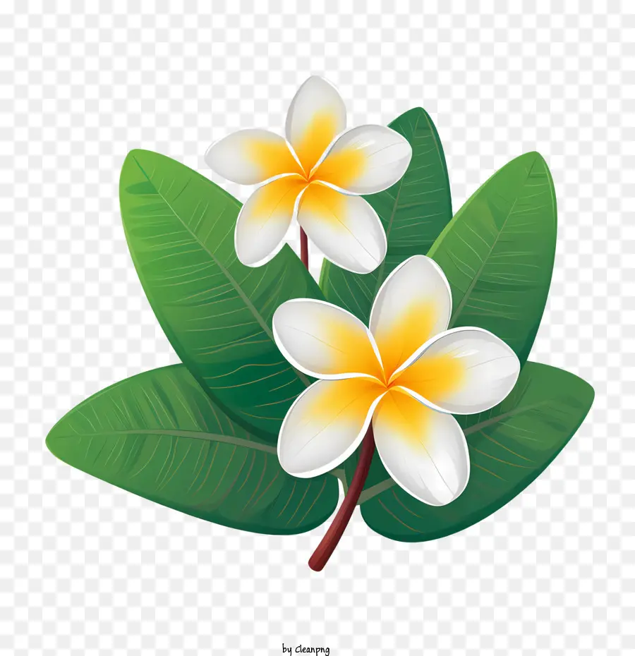 Flor De Frangipani，Floral PNG