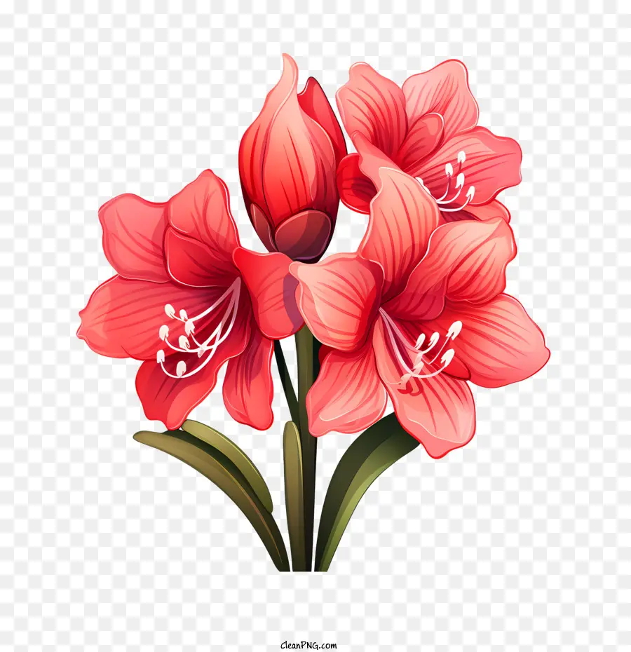 Flor De Amaryllis，Las Flores De Color Rojo PNG