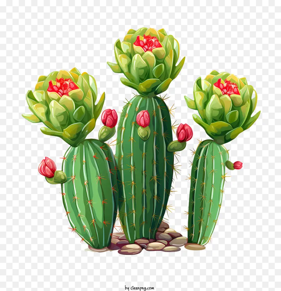 Cactus，Flores PNG