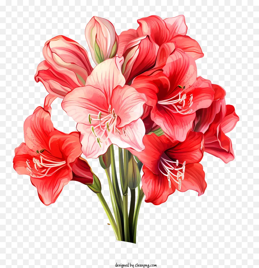 Flor De Amaryllis，Ramo PNG