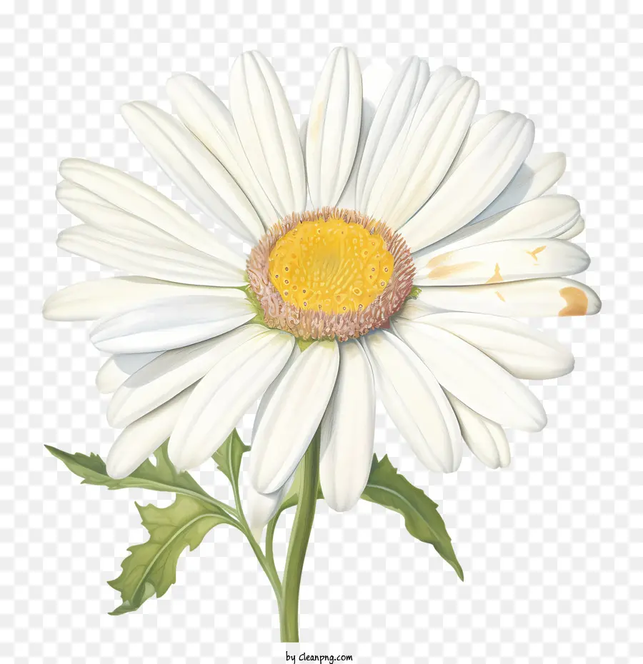 Flor De Margarita，Margarita Blanca PNG