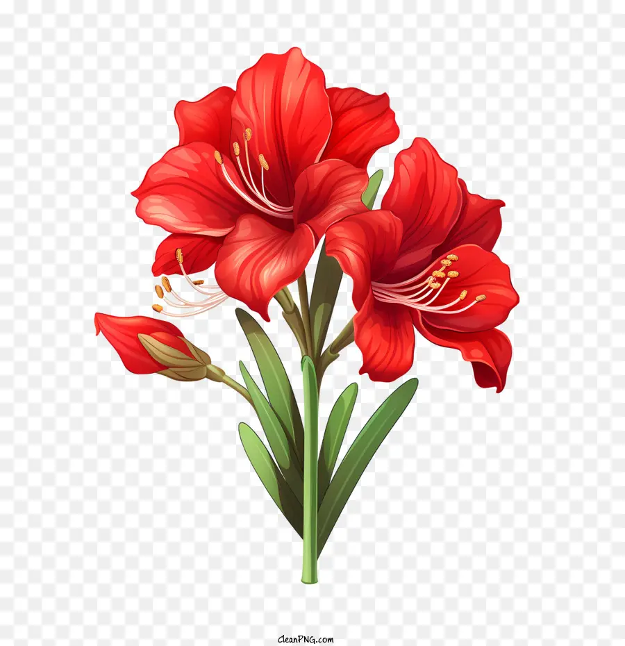 Flor De Amaryllis，Flor Roja PNG