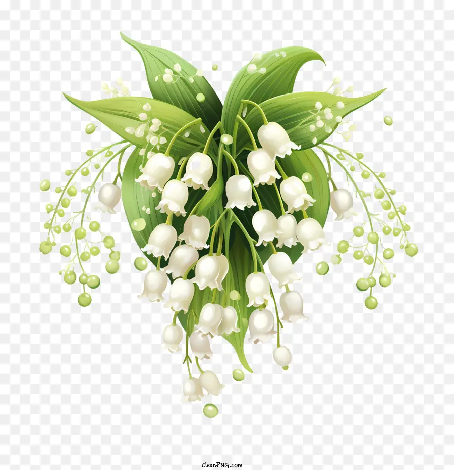 Lirio De Los Valles，Flor Blanca PNG