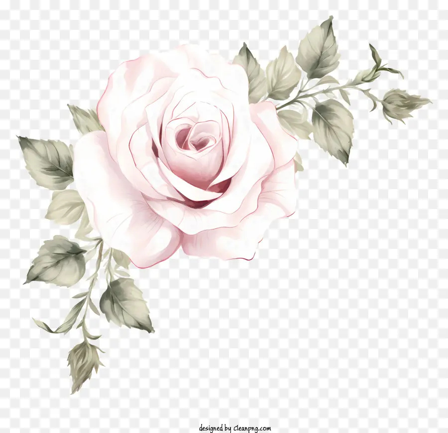 Rosa Rosa，Rosas PNG