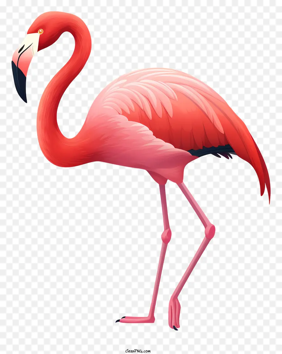 Flamingo，Flamenco Rosado PNG