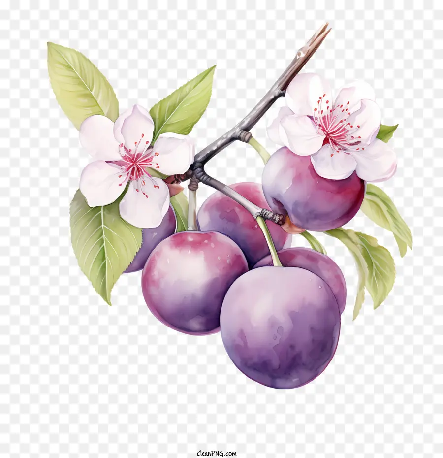 Ciruela，Ciruelas Moradas PNG