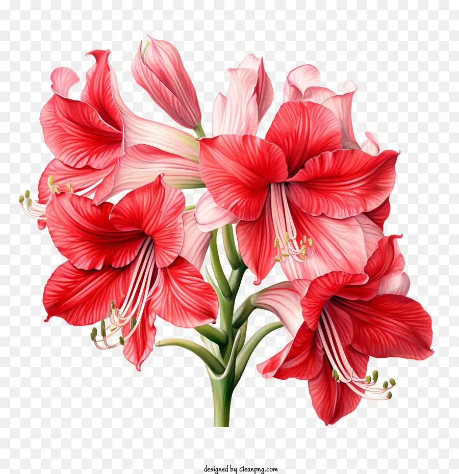 Flor De Amaryllis，Flores De Color Rosa PNG
