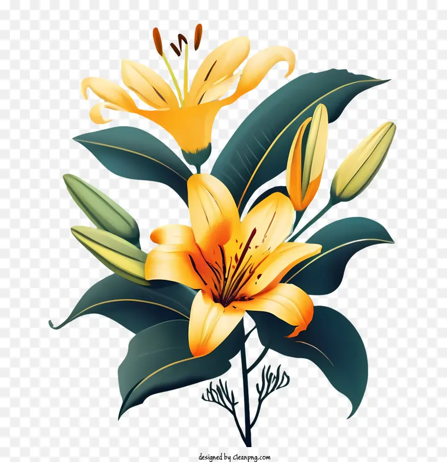 Flores De Lirio，Lily PNG