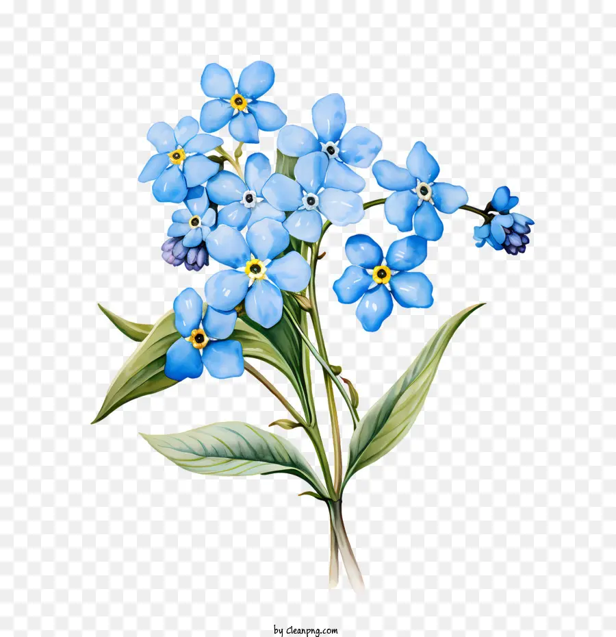 No Me Olvides Flor，Flores Azules PNG