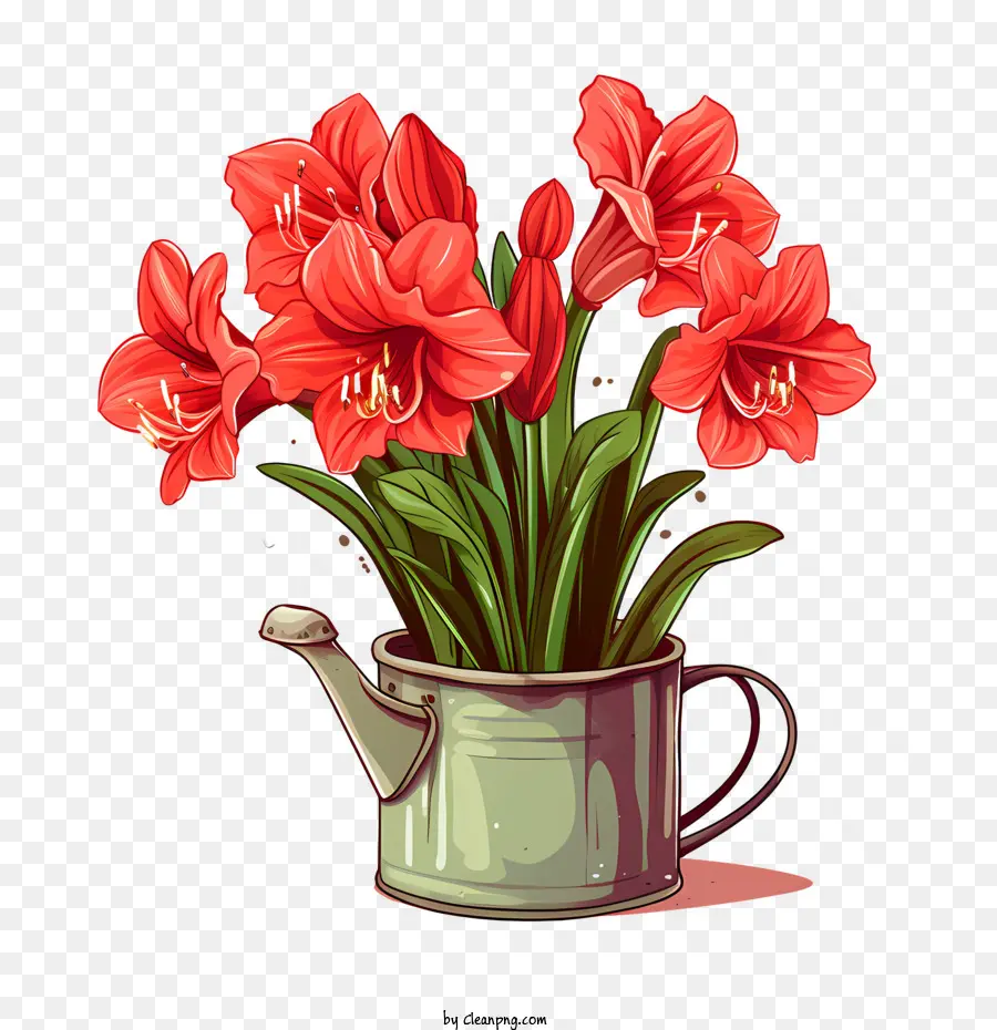 Flor De Amaryllis，Amarilis PNG