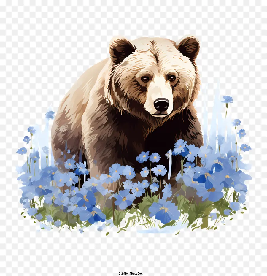 Oso Pardo，Oso PNG