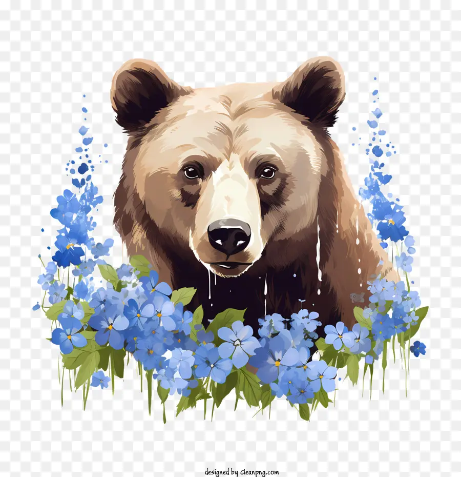 Oso Pardo，Oso PNG