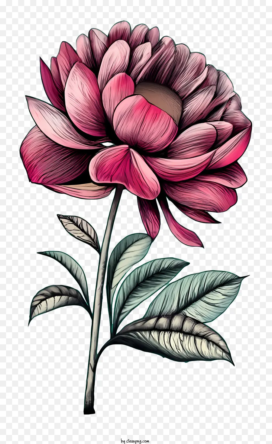 Vintage Rose，Flor Rosa PNG