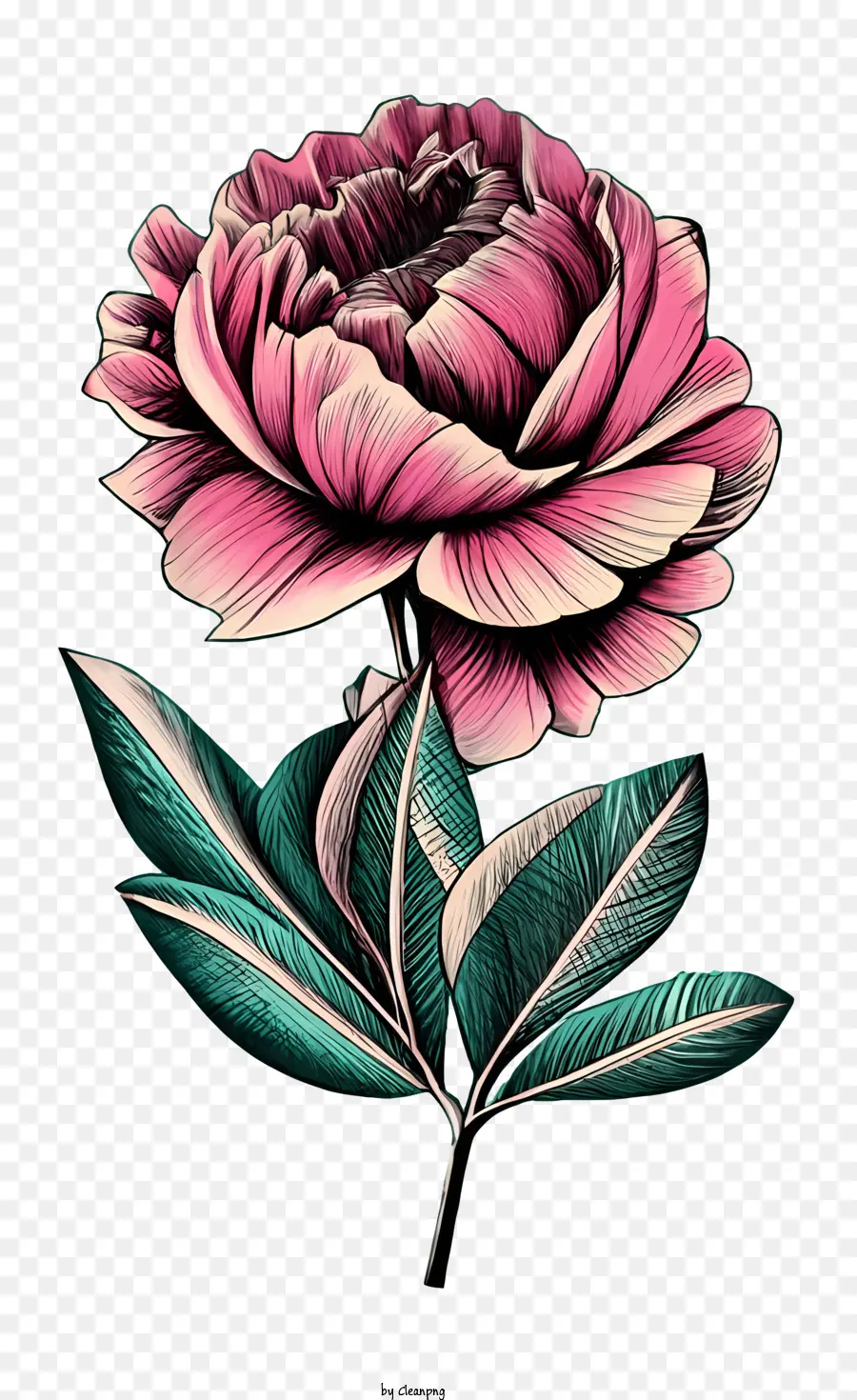Vintage Rose，Flor Rosa PNG