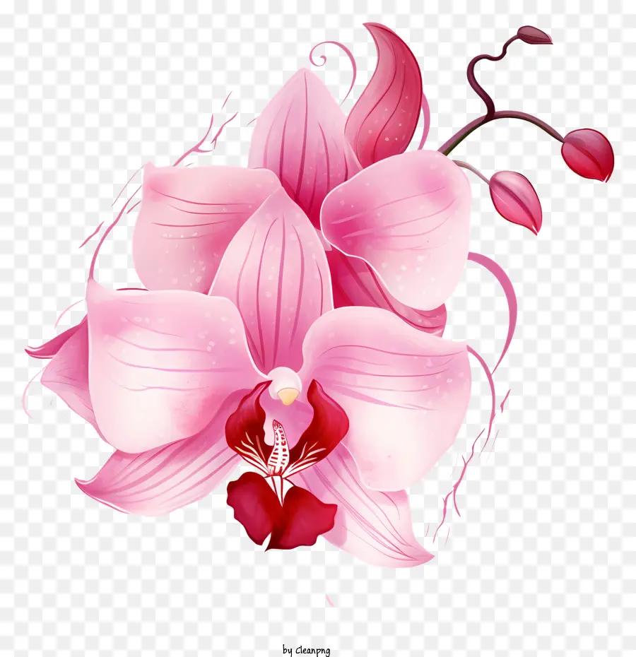 Pink Orchid，Flor PNG