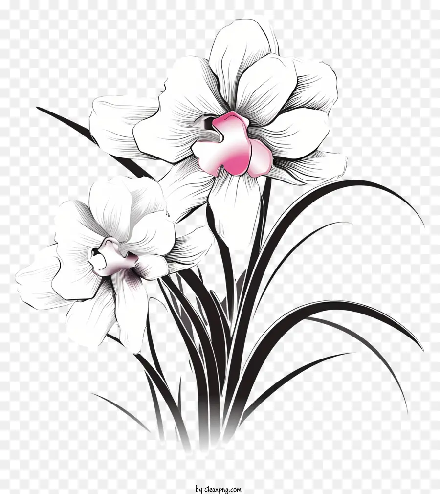 Flores Blancas，Rosa Pétalo PNG