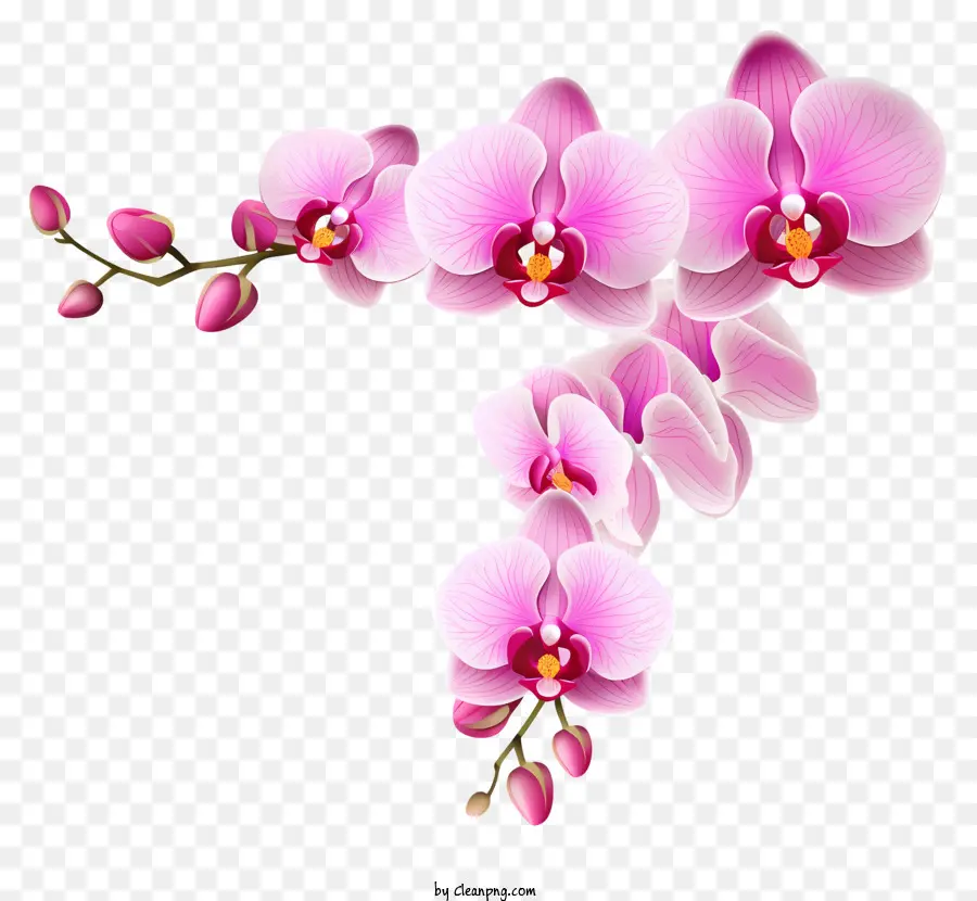Flor De Orquídea Rosa，Fotografía De Flores De Primer Plano PNG