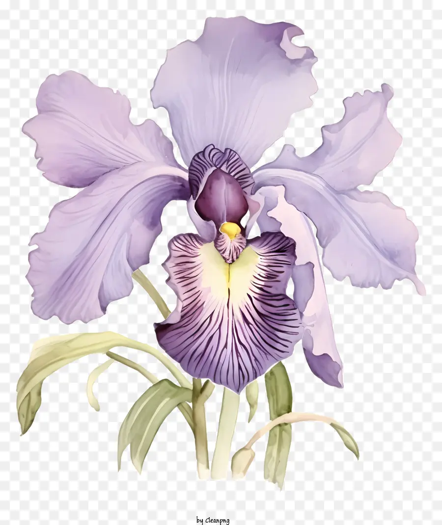 Orquídea Morada，Black Background PNG