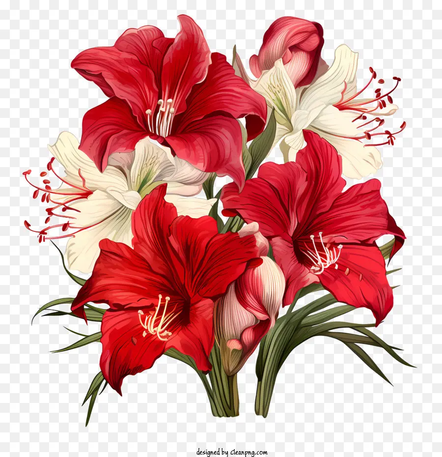 Flor De Amaryllis，Ramo PNG