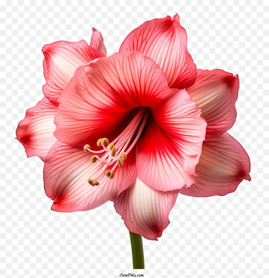 Flor De Amaryllis，Flor PNG