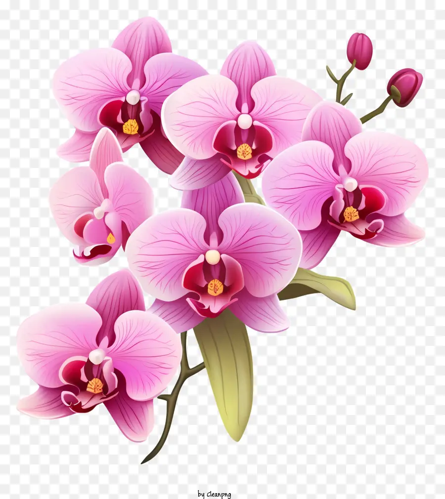 Orquídeas Rosadas，Ramo PNG