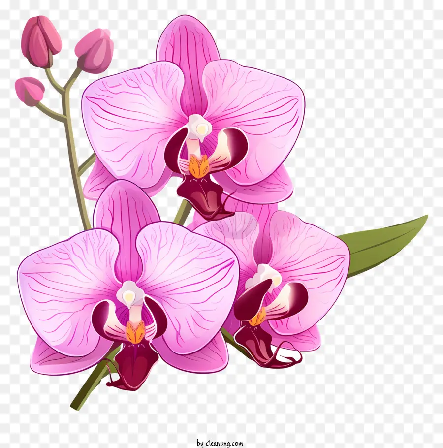 Flor De La Orquídea，Pink Orchid PNG