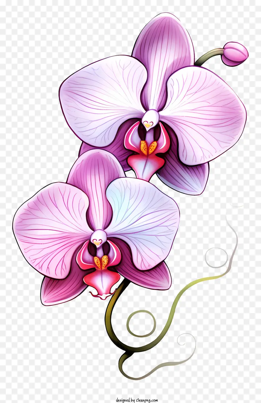 Orquídeas Rosadas，Orquídea PNG