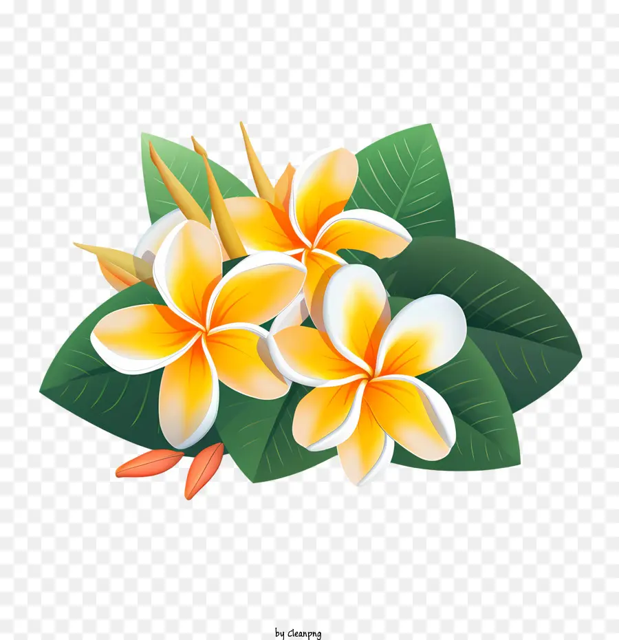 Flor De Frangipani，Con Hojas Verdes PNG