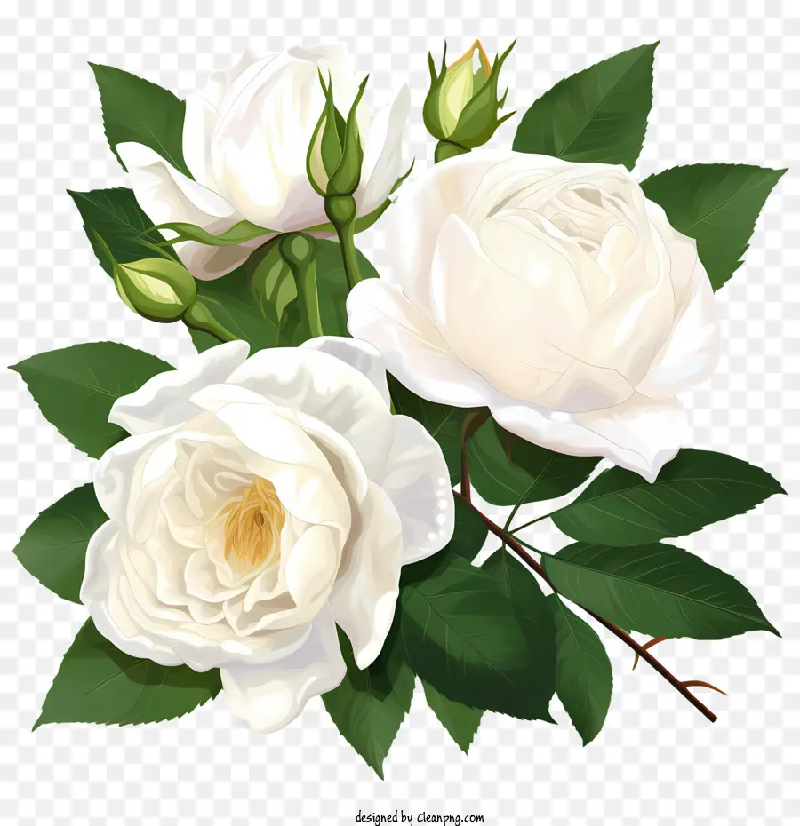 Flor Rosa Blanca，Rosas Blancas PNG