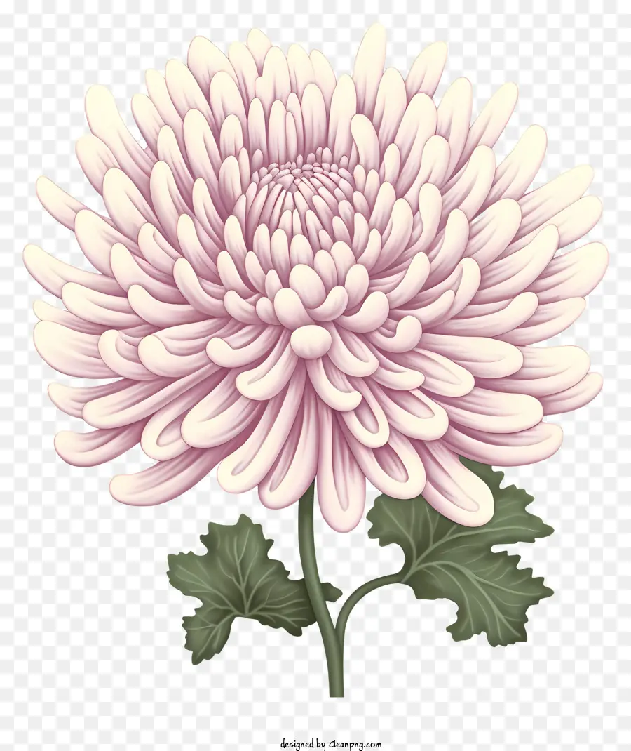 Rosa Crisantemo，Bloom Llamativo PNG