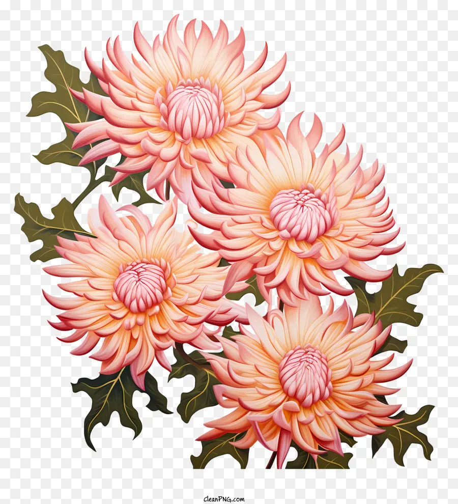 Flores De Crisantemo Rosa，Crisantemo Rosa PNG