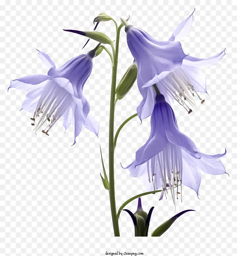 Flor Azul，De Cerca PNG