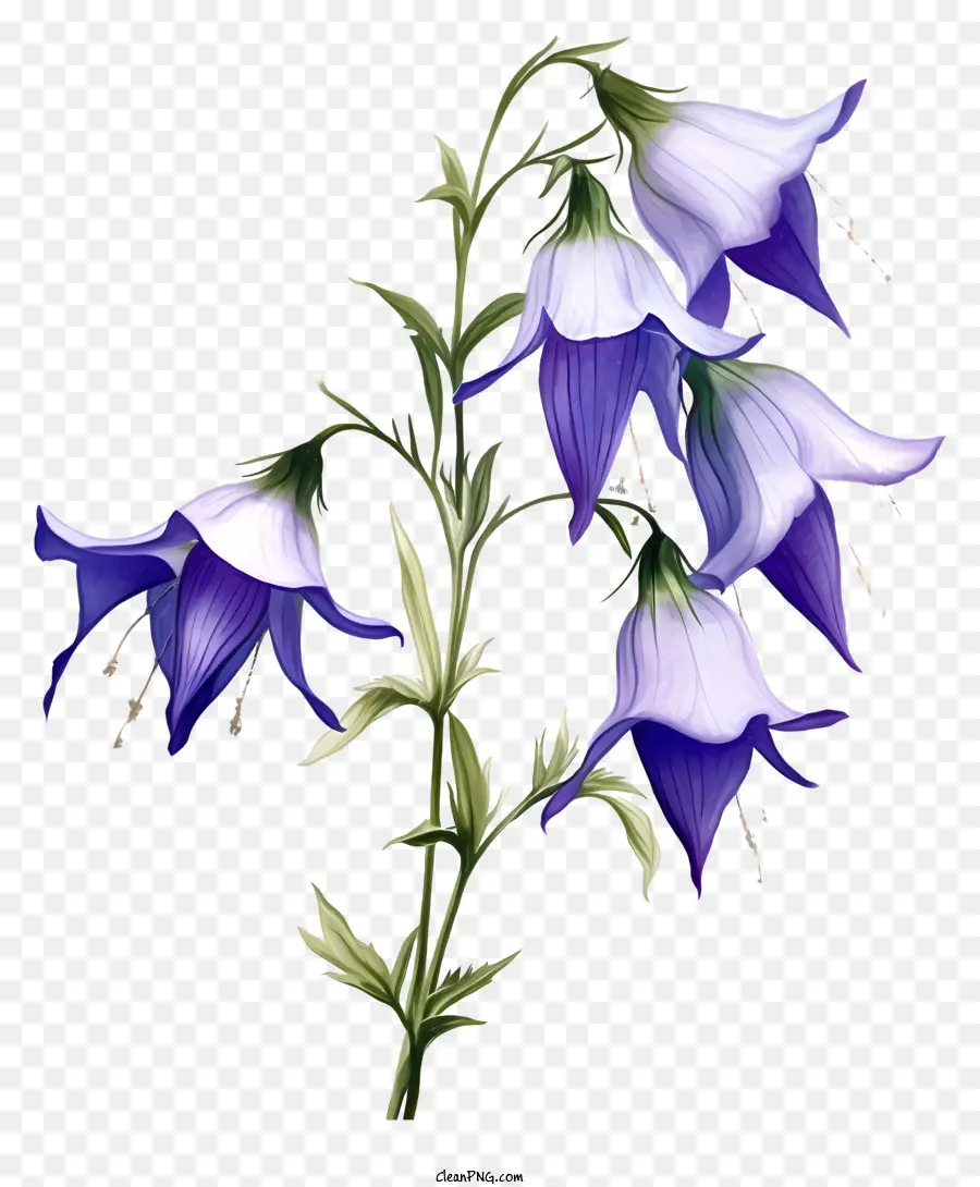 Flores De Color Azul，Racimo De Flores PNG