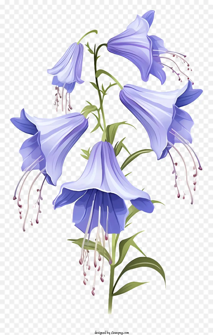 Flores De Color Azul，Tallos Largos PNG