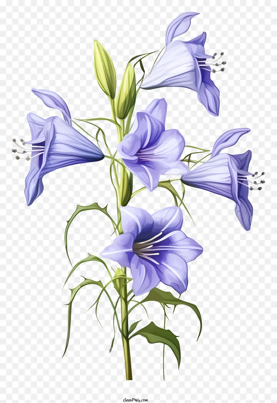 Flores De Color Púrpura，Hojas Verdes PNG