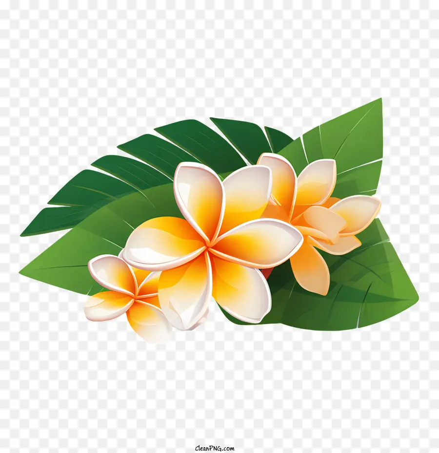 Flor De Frangipani，Flora PNG