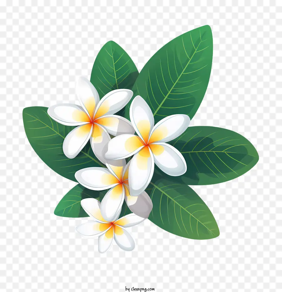 Flor De Frangipani，Plumeria Blanca PNG