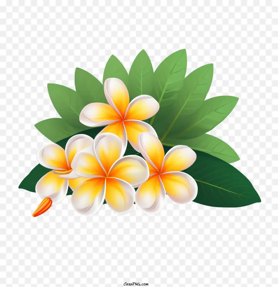 Flor De Frangipani， PNG