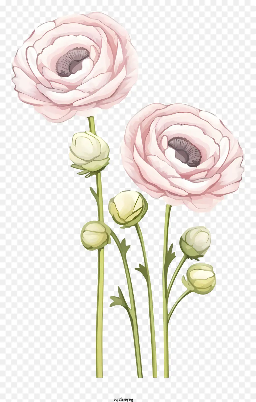 Flores De Color Rosa，Black Background PNG