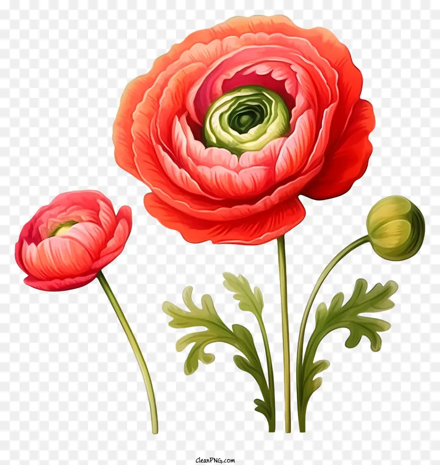 Flores De Amapola Roja，Cinco Flores De Amapola De Pétalo PNG