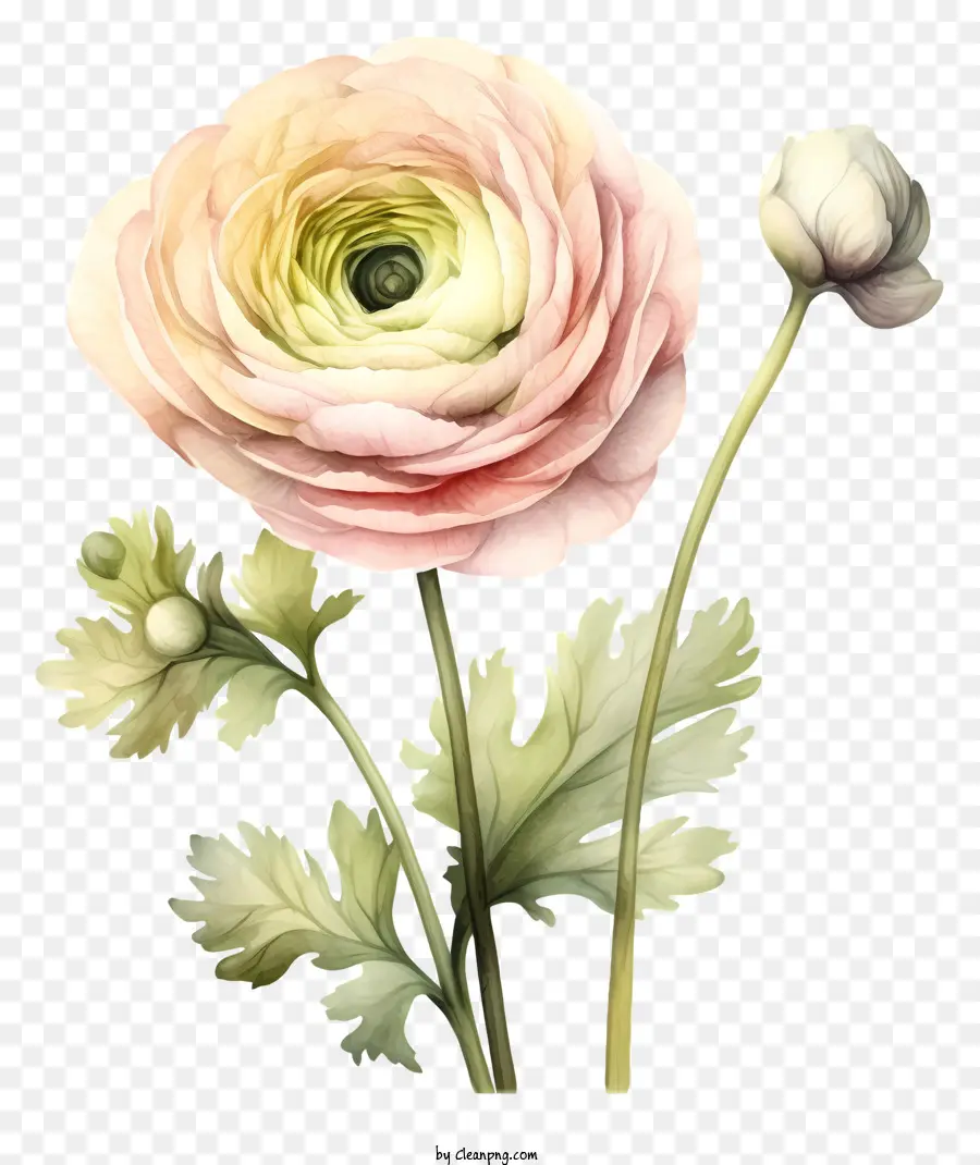 Flor Rosa，Black Background PNG