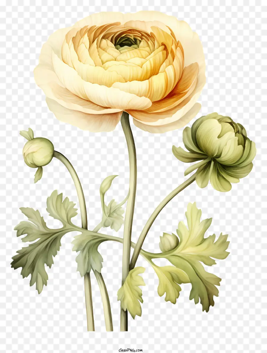 Flor，Pétalos Amarillo PNG