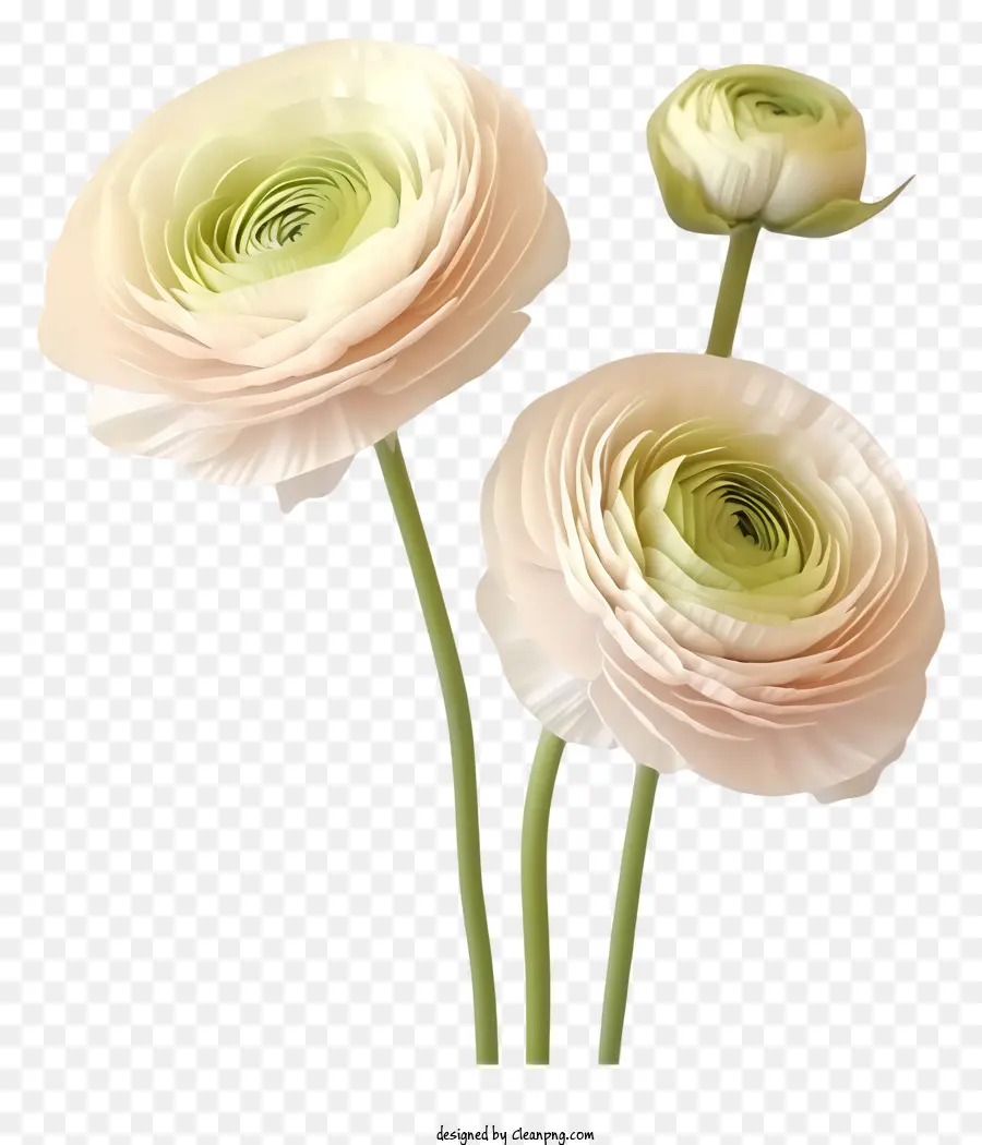 Flores Rosadas，Flor Blanca PNG