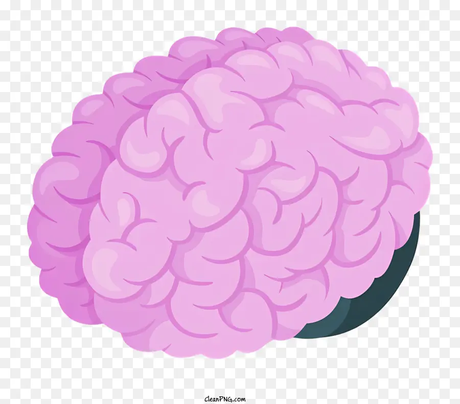 La Anatomía Del Cerebro，La Estructura Del Cerebro PNG