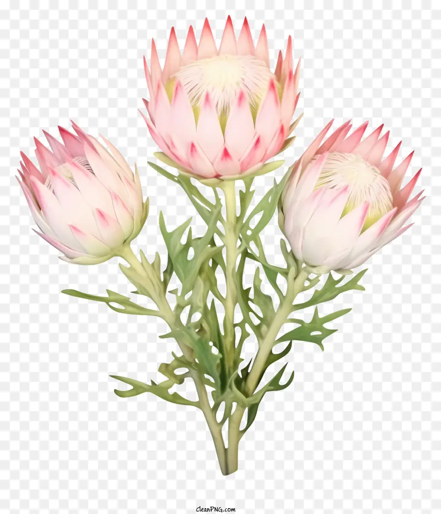 Proteas Blancas，Proteas Rosa PNG