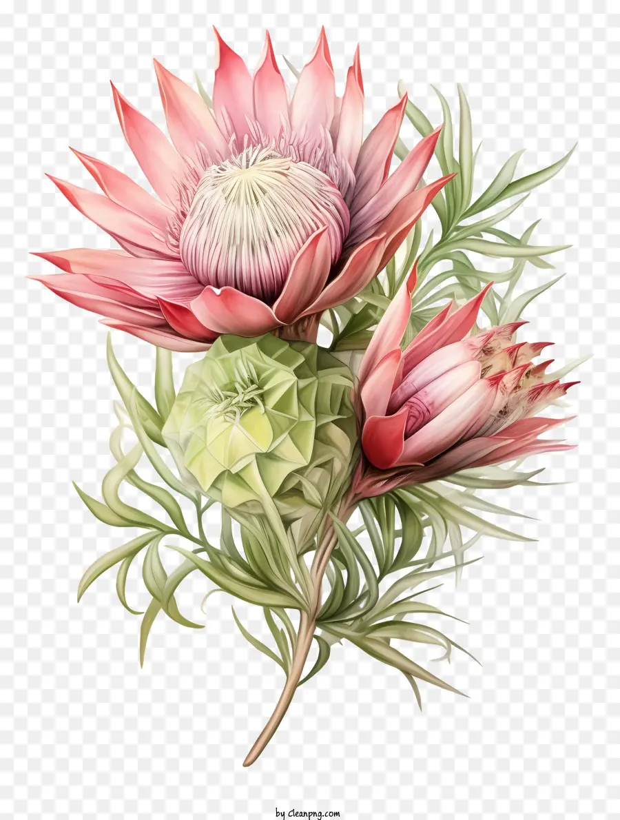 Protea Flor，Plantas Nativas Sudáfrica PNG